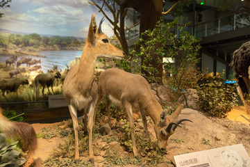 非洲动物大迁徙展览苇羚