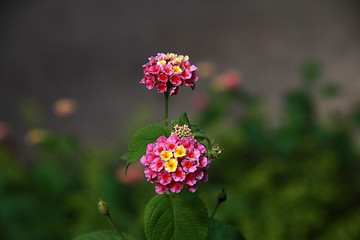 路边花花草草