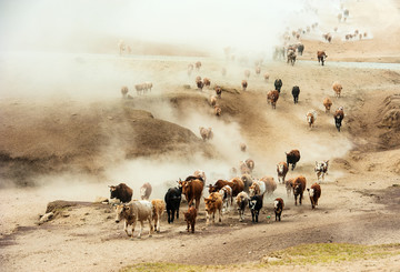 转场路上的牛群
