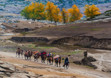哈萨克牧民转场途中的驼队