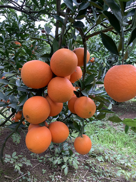橙子纽荷尔