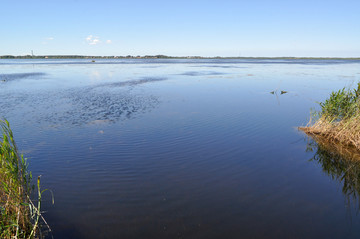 扎龙湿地