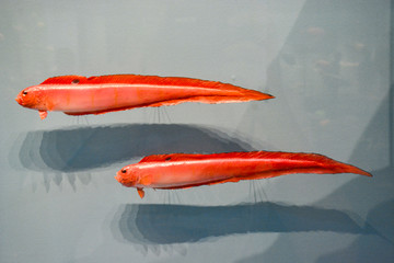 红鱼标本