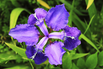 紫色花卉特写