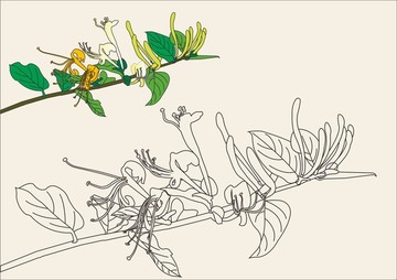 金銀花線圖