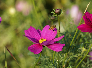 格桑花