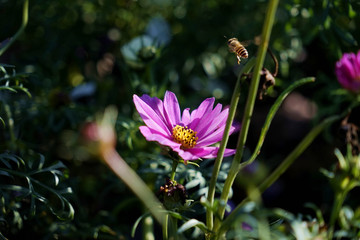 格桑花