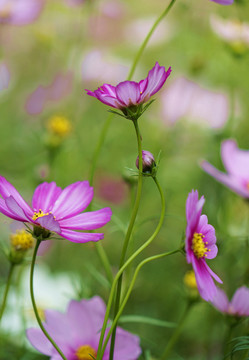 格桑花