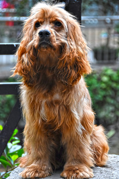 棕色贵宾犬
