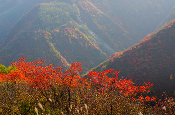 万紫山