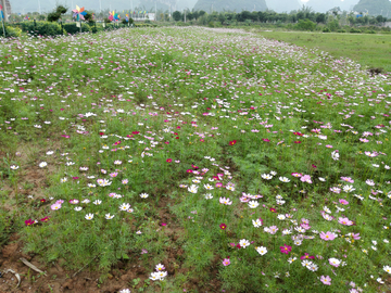 妩媚花草