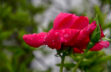 红色月季花