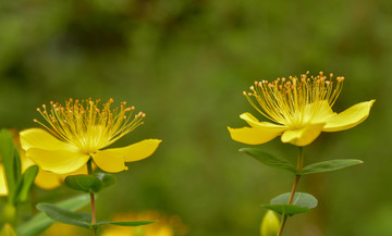 芒种花