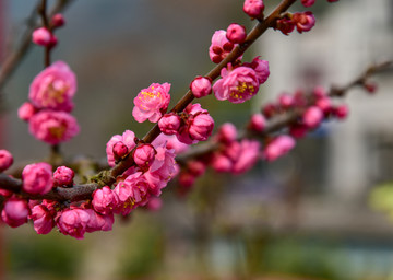 腊梅花