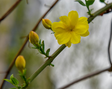 迎春花