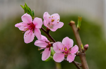 桃花