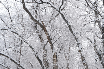 雪景