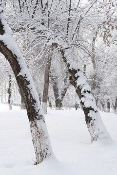 雪景