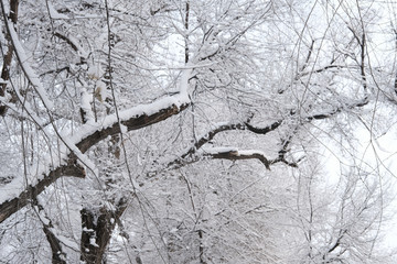 雪林