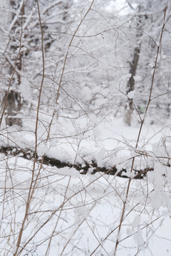 雪林