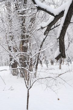 雪林