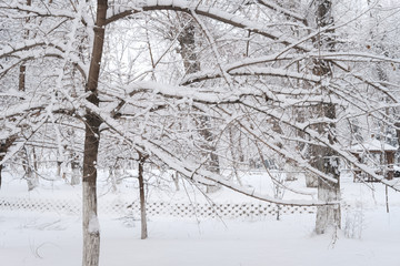 雪林