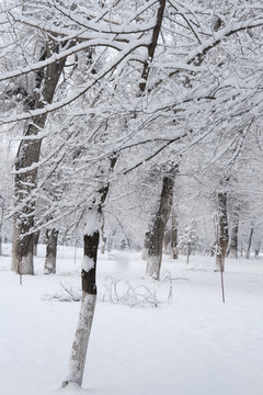 冬雪