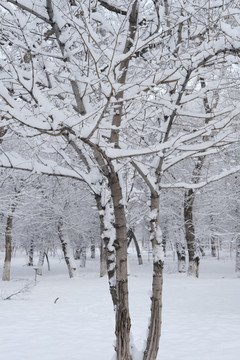 冬雪