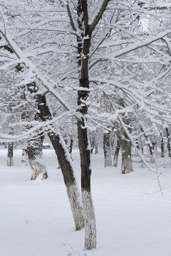 冬雪