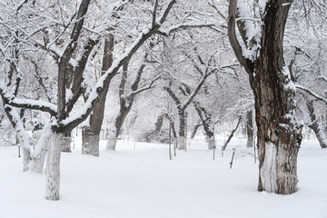 雪景