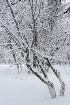 冬雪