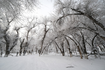 雪景