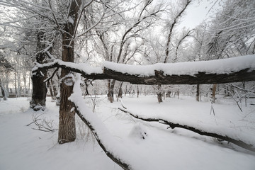 雪景