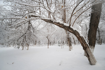 雪景