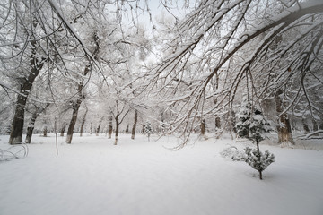 雪景