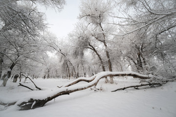 冬雪