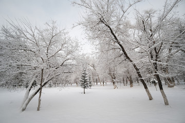 冬雪