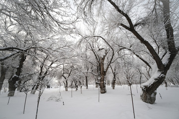 雪景