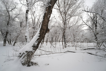 雪景