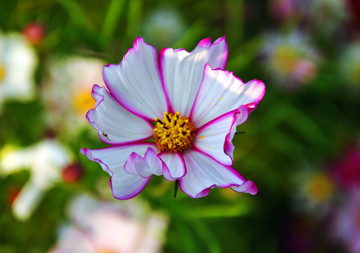 格桑花特写