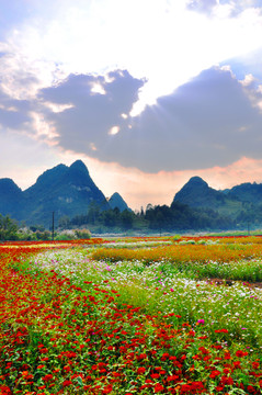 花海