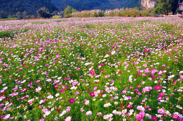 花海