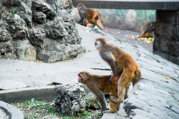猴子交配