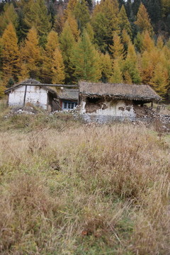 废弃的森林小屋