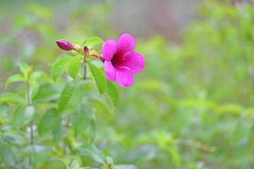 紫花黄婵