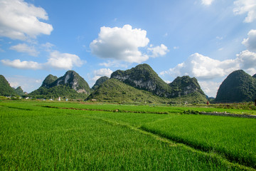 绿色峰林稻田