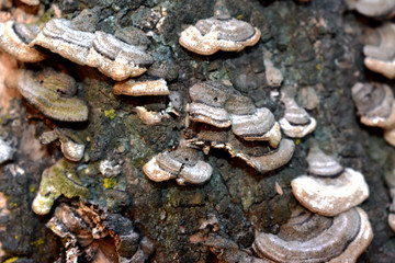 木头蘑菇