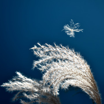 荻草花絮