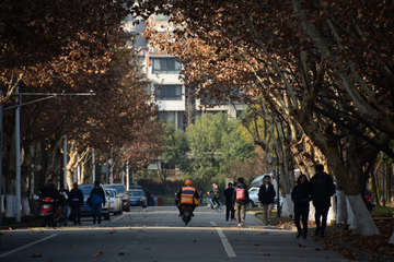 校园树荫道路