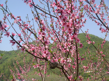 桃花